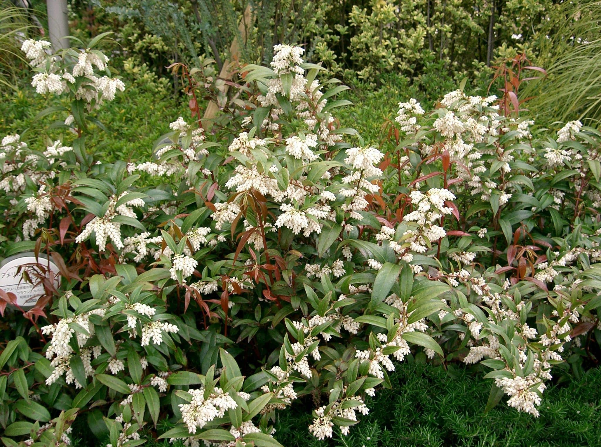 Leucothoe Plantation Culture Taille Et Entretien Toulouse Fleuriste